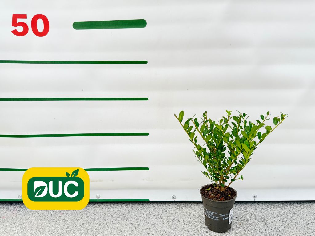 Okrasné kry Cezmína Luxus Hedge