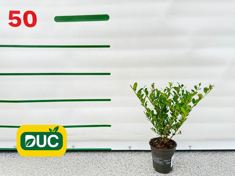 Okrasné kry Cezmína Luxus Hedge