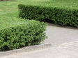 Živý plot cezmína Luxus Hedge(1)