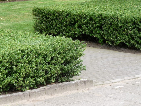 Živý plot cezmína Luxus Hedge(1)