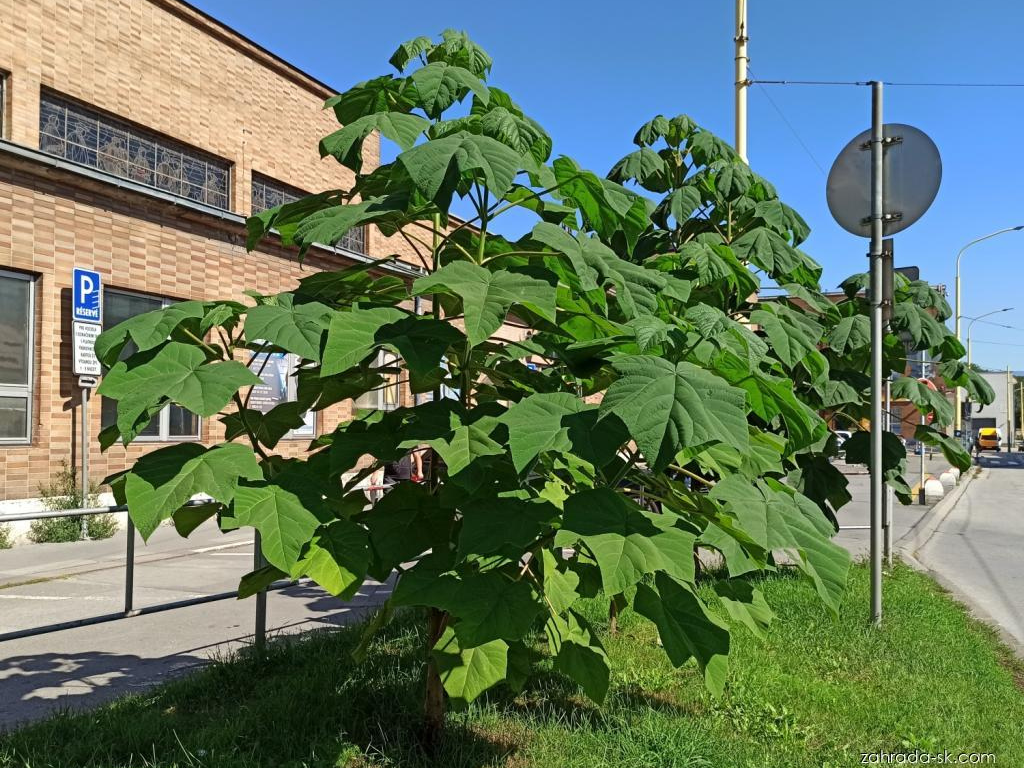 Okrasné stromy Paulovnia plstnatá(2)