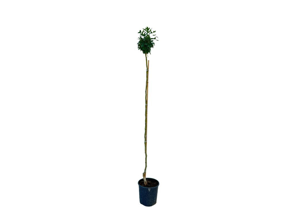 Dreviny na kmienku Hloh obyčajný Compacta na kmienku 130 160cm(4)