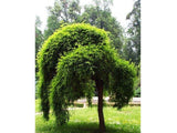 Jerlín japonský Pendula na 110–150 cm kmínku, květináč 5 l