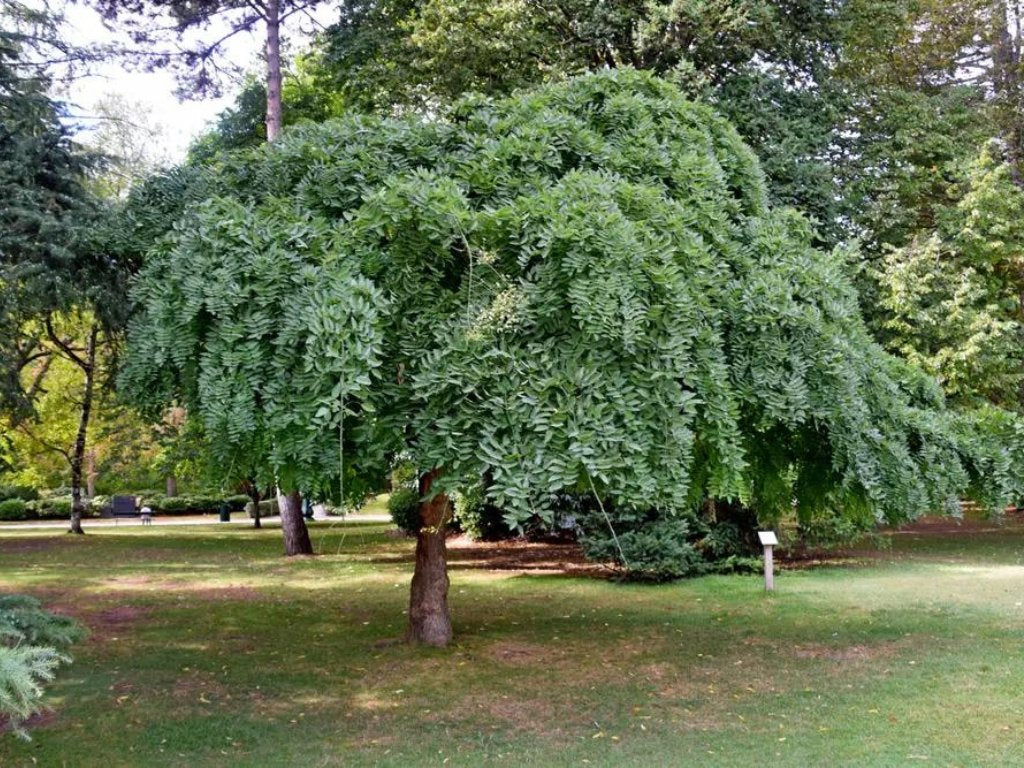 Jerlín japonský Pendula na 110–150 cm kmínku, květináč 5 l