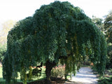 Jerlín japonský Pendula na 110–150 cm kmínku, květináč 5 l
