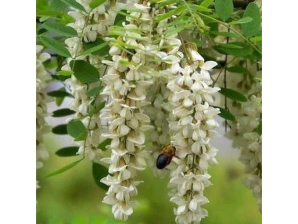 Jerlín japonský Pendula na 110–150 cm kmínku, květináč 5 l