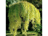 Jerlín japonský Pendula na 110–150 cm kmínku, květináč 5 l