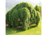 Jerlín japonský Pendula na 110–150 cm kmínku, květináč 5 l