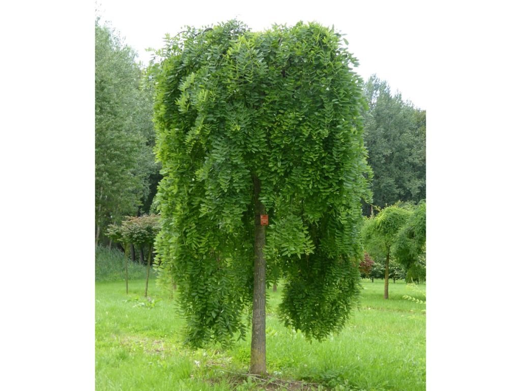 Jerlín japonský Pendula na 110–150 cm kmínku, květináč 5 l