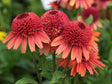 Trvalky Echinacea purpurová Carrot Cake