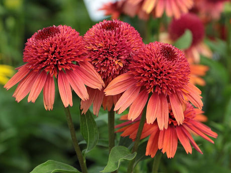 Trvalky Echinacea purpurová Carrot Cake