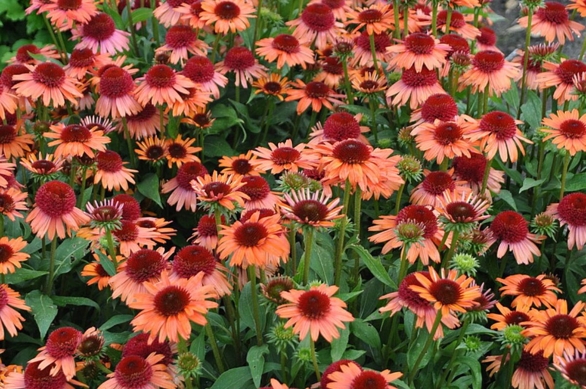 Trvalky Echinacea purpurová Carrot Cake(4)