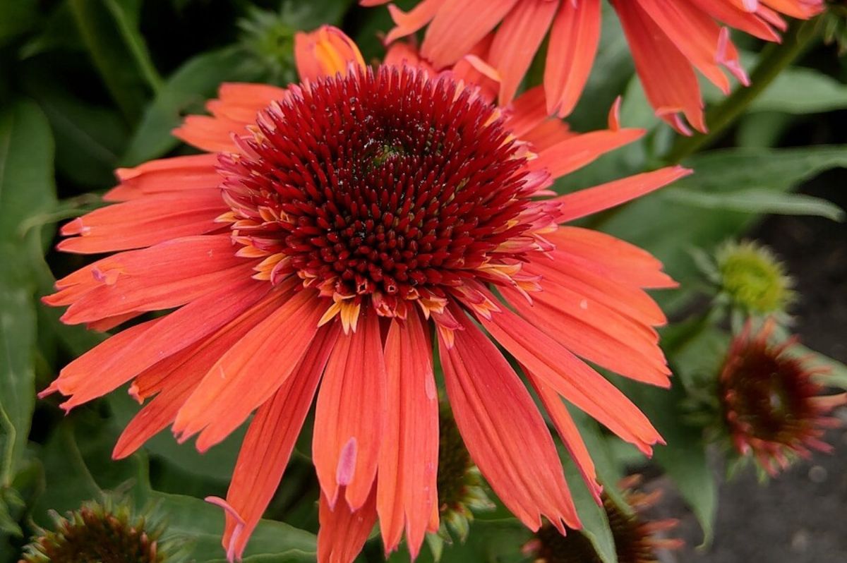 Trvalky Echinacea purpurová Carrot Cake(2)
