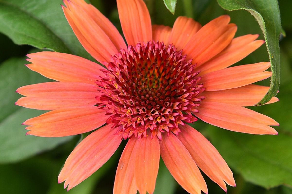 Trvalky Echinacea purpurová Carrot Cake(3)