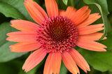 Trvalky Echinacea purpurová Carrot Cake(3)