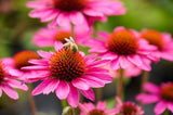 Trvalky Echinacea purpurová SunMagic Vintage Pink(1)