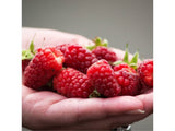 Drobné ovocie Malinočernica Tayberry 30 40 cm(6)