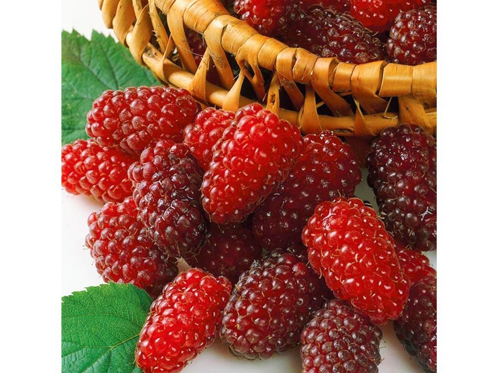 Drobné ovocie Malinočernica Tayberry 30 40 cm(8)