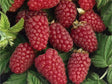 Drobné ovocie Malinočernica Tayberry 30 40 cm(1)