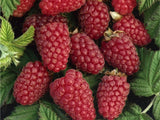 Drobné ovocie Malinočernica Tayberry 30 40 cm(1)