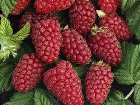 Drobné ovocie Malinočernica Tayberry 30 40 cm(1)