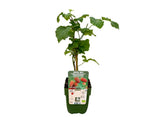 Drobné ovocie Malinočernica Tayberry 30 40 cm(9)