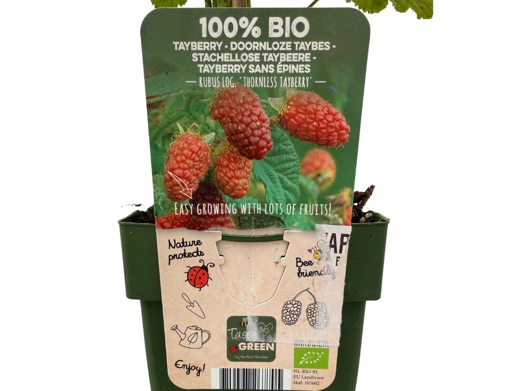 Drobné ovocie Malinočernica Tayberry 30 40 cm(5)