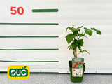 Drobné ovocie Malinočernica Tayberry 30 40 cm(2)
