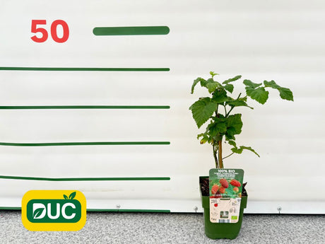 Drobné ovocie Malinočernica Tayberry 30 40 cm(2)