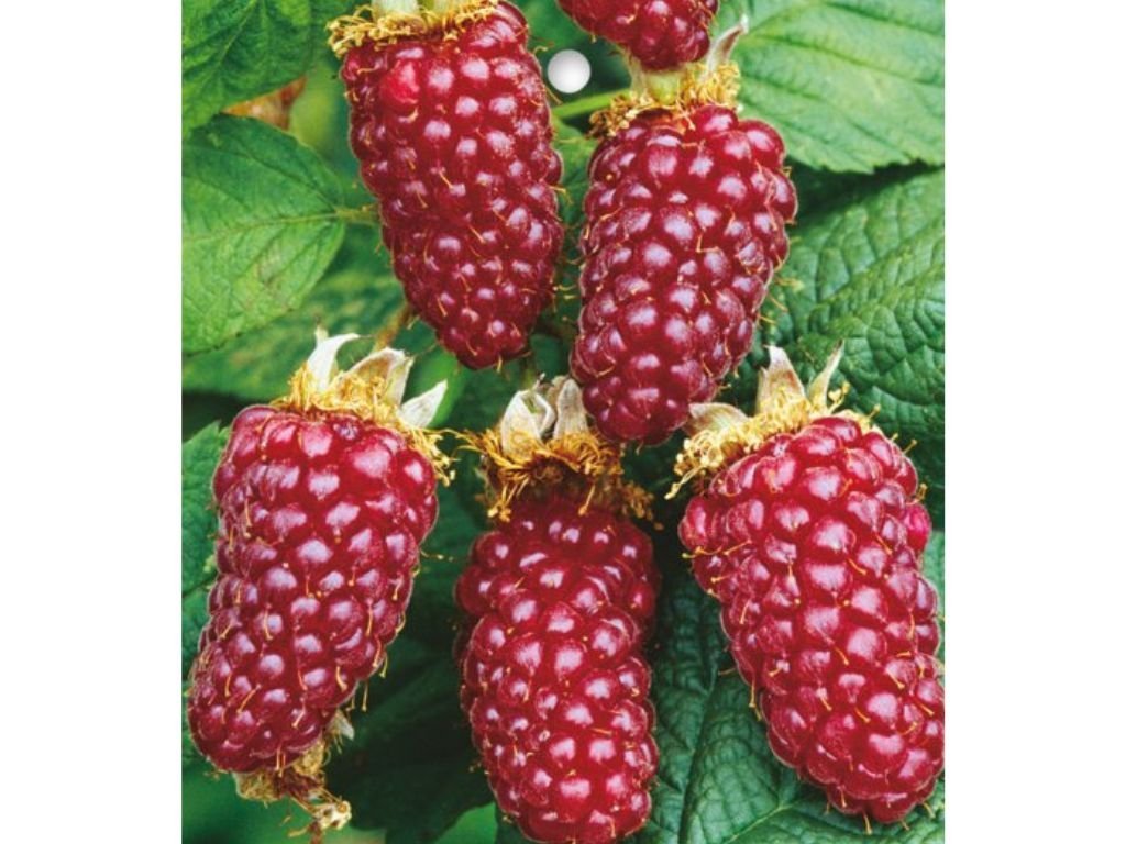 Drobné ovocie Malinočernica Tayberry 30 40 cm(4)