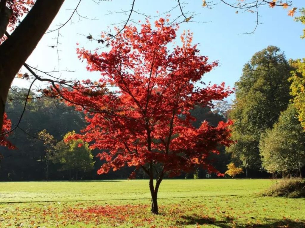 Javor dlanitolistý Atropurpurem, výška 30–40 cm, květináč 10,5 cm