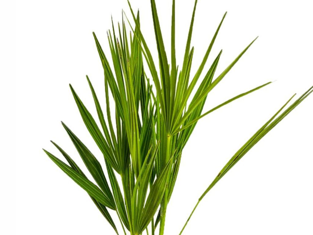 Palmy Chamaerops Humilis (1)