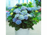 Hortenzia kalinolistá Magical Revolution Blue