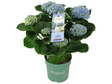 Hortenzia kalinolistá Magical Revolution Blue
