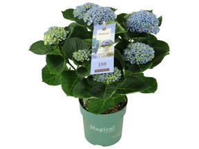 Hortenzia kalinolistá Magical Revolution Blue