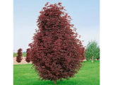Javor mléčný Crimson Sentry rozvětvený, výška 260–280 cm, květináč 15 l