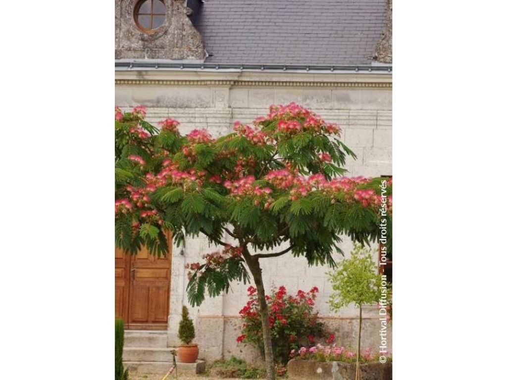 Albízie růžová Ombrella Boubri, výška 130-160 cm, květináč 45 l