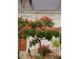 Albízie růžová Ombrella Boubri, výška 130-160 cm, květináč 45 l