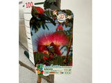 Albízie růžová Ombrella Boubri, výška 130-160 cm, květináč 45 l