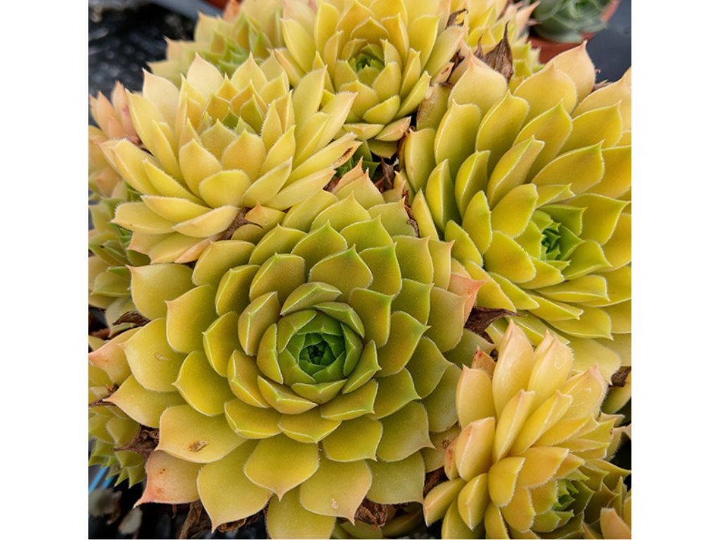 Netřesk Leo, květináč 9 cm