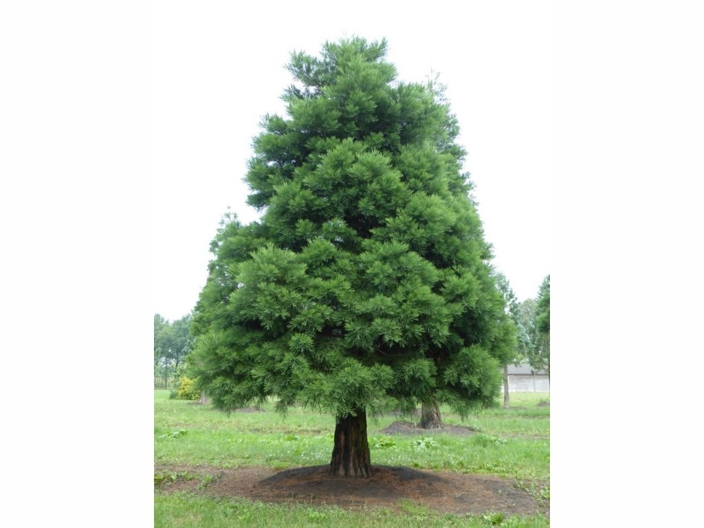 Okrasné stromy Sekvojovec mamutí 30-40cm(4)