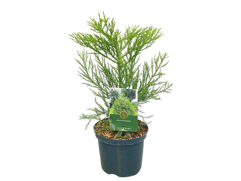Okrasné stromy Sekvojovec mamutí 30-40cm(3)