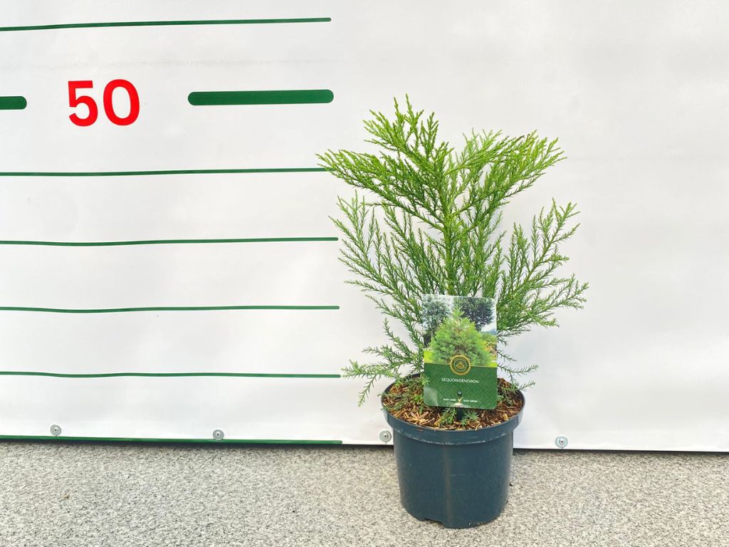 Okrasné stromy Sekvojovec mamutí 30-40cm(1)