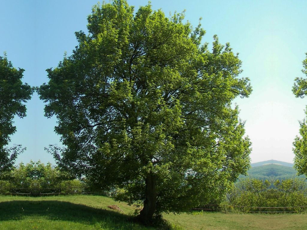 Javor polní, výška 140–160 cm, květináč 15 l