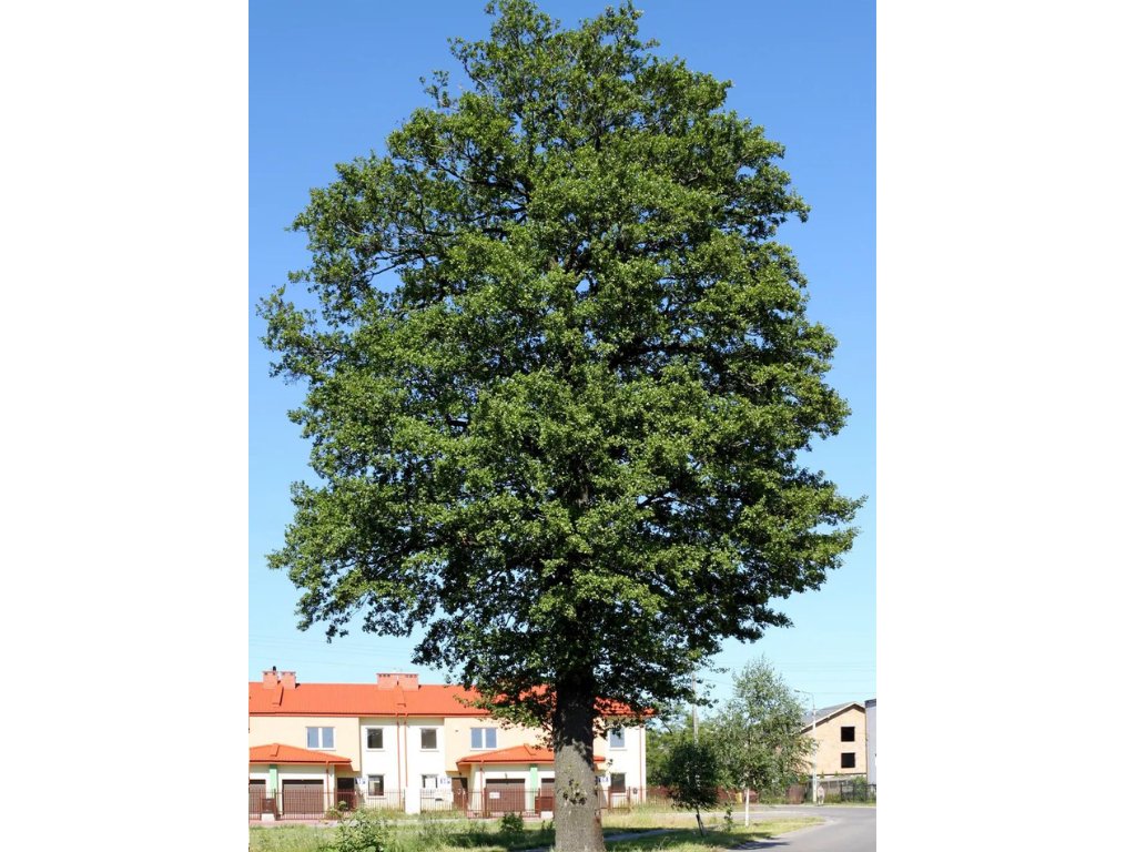 Olše lepkavá, výška 180–220 cm, květináč 15 l
