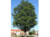 Olše lepkavá, výška 180–220 cm, květináč 15 l