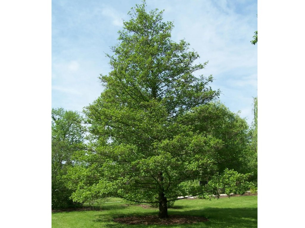 Olše lepkavá, výška 180–220 cm, květináč 15 l
