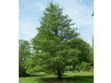 Olše lepkavá, výška 180–220 cm, květináč 15 l