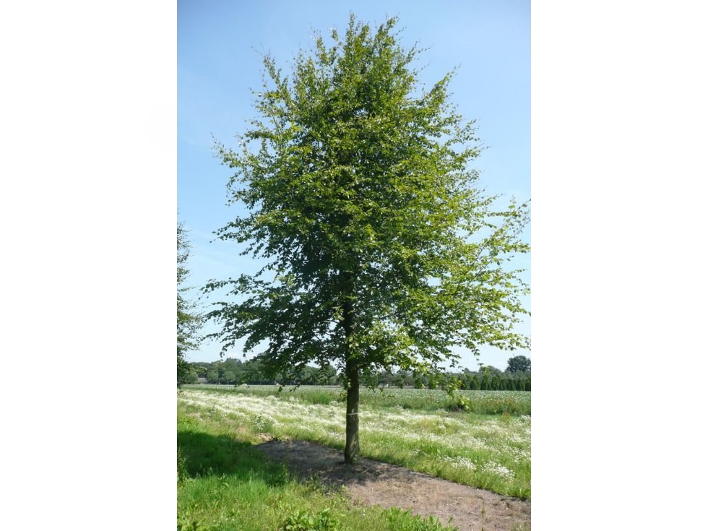 Okrasné stromy Buk lesný (12)