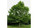 Okrasné stromy Platan javorolistý 100 160cm(7)